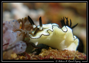 Glossodoris atromarginata by Raoul Caprez 